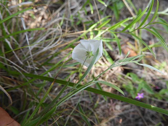 Evolvulus sericeus var. sericeus (Silver dwarf morning-glory) #61060