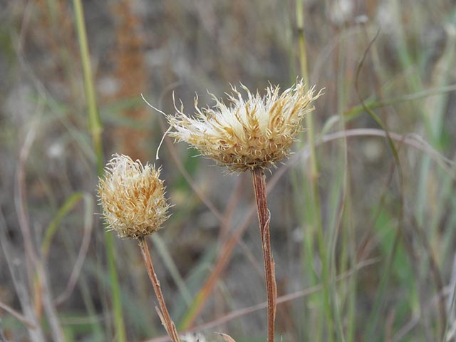 Centaurea americana (American basket-flower) #64951