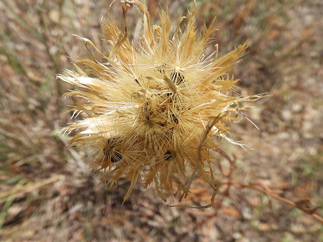 Centaurea americana (American basket-flower) #64955