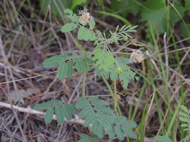 Desmanthus velutinus (Velvet bundleflower) #64983