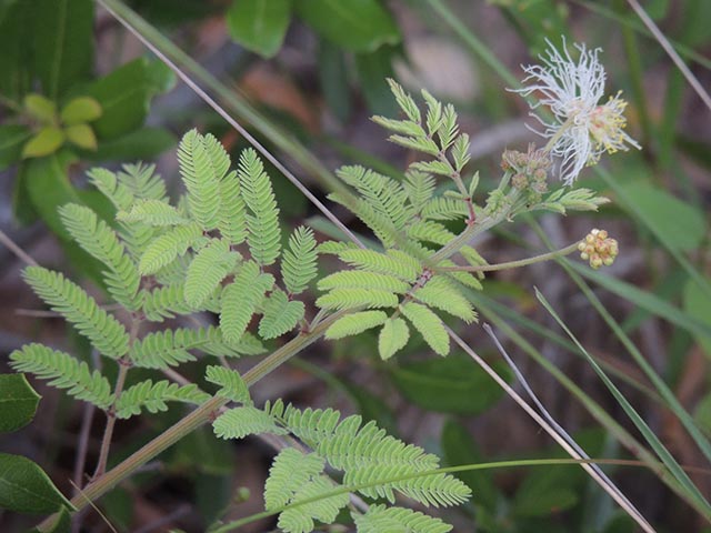 Desmanthus velutinus (Velvet bundleflower) #64985