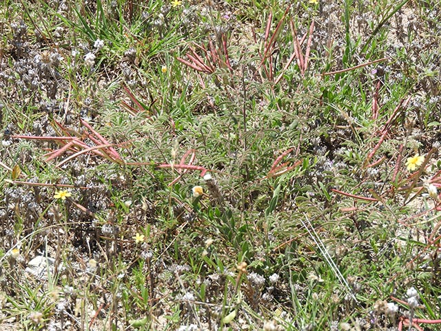 Desmanthus velutinus (Velvet bundleflower) #64999