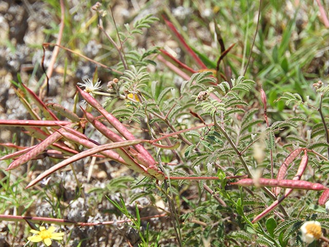 Desmanthus velutinus (Velvet bundleflower) #65000