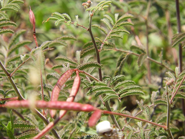 Desmanthus velutinus (Velvet bundleflower) #65001