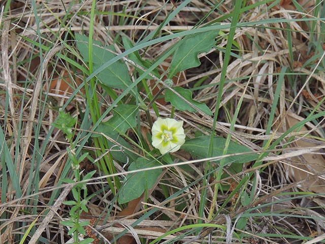 Chamaesaracha edwardsiana (Edwards plateau five eyes) #65045