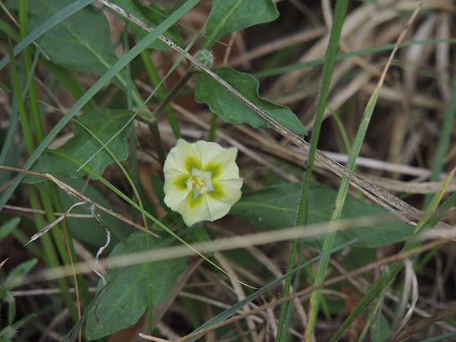 Chamaesaracha edwardsiana (Edwards plateau five eyes) #65046