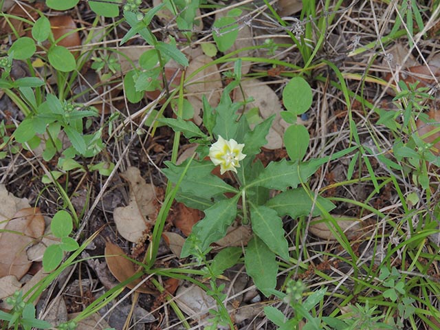 Chamaesaracha edwardsiana (Edwards plateau five eyes) #65047