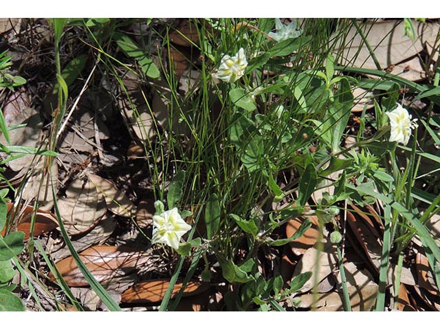 Chamaesaracha edwardsiana (Edwards plateau five eyes) #65048