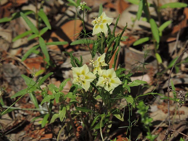 Chamaesaracha edwardsiana (Edwards plateau five eyes) #65049