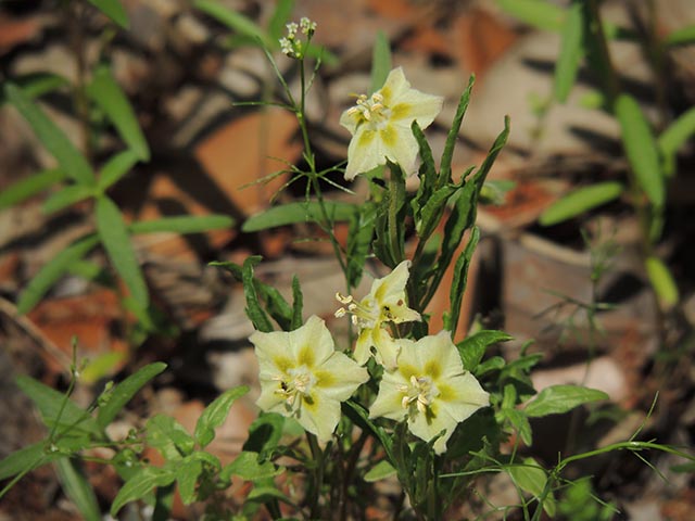 Chamaesaracha edwardsiana (Edwards plateau five eyes) #65050