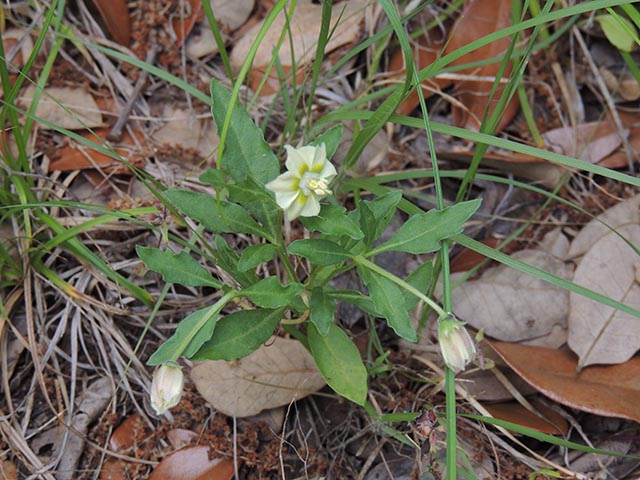 Chamaesaracha edwardsiana (Edwards plateau five eyes) #65056