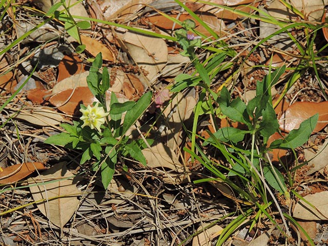 Chamaesaracha edwardsiana (Edwards plateau five eyes) #65057