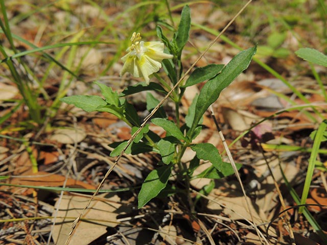 Chamaesaracha edwardsiana (Edwards plateau five eyes) #65058