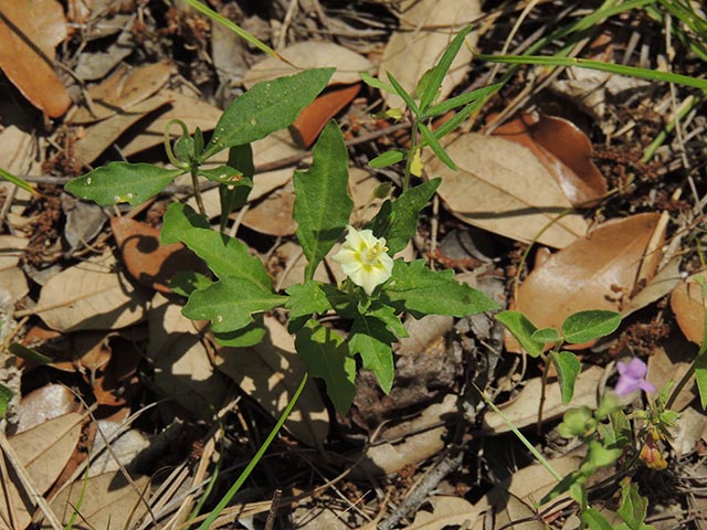 Chamaesaracha edwardsiana (Edwards plateau five eyes) #65059