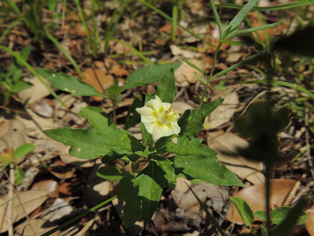 Chamaesaracha edwardsiana (Edwards plateau five eyes) #65060