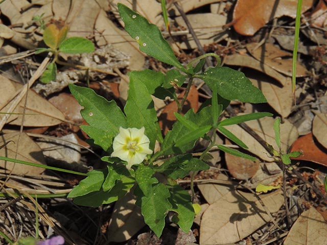 Chamaesaracha edwardsiana (Edwards plateau five eyes) #65061