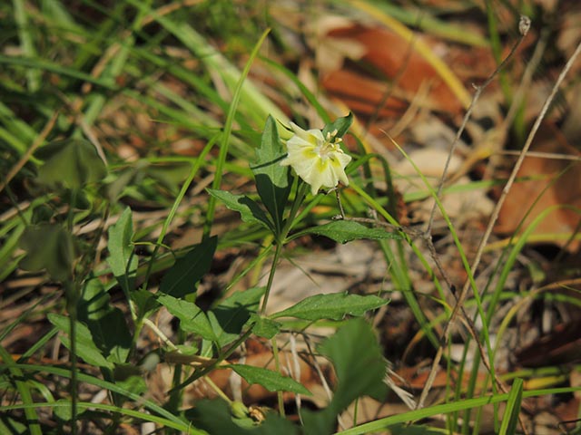 Chamaesaracha edwardsiana (Edwards plateau five eyes) #65062