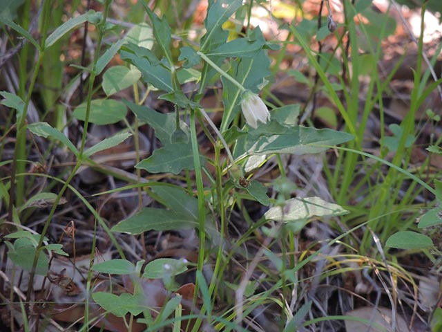 Chamaesaracha edwardsiana (Edwards plateau five eyes) #65064