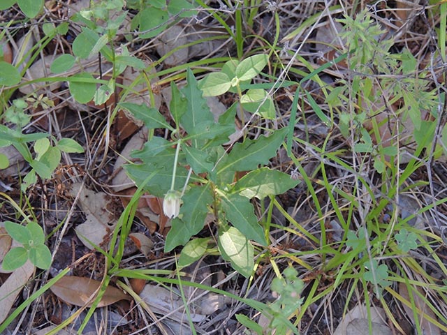 Chamaesaracha edwardsiana (Edwards plateau five eyes) #65065