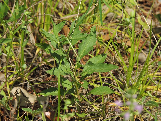 Chamaesaracha edwardsiana (Edwards plateau five eyes) #65066