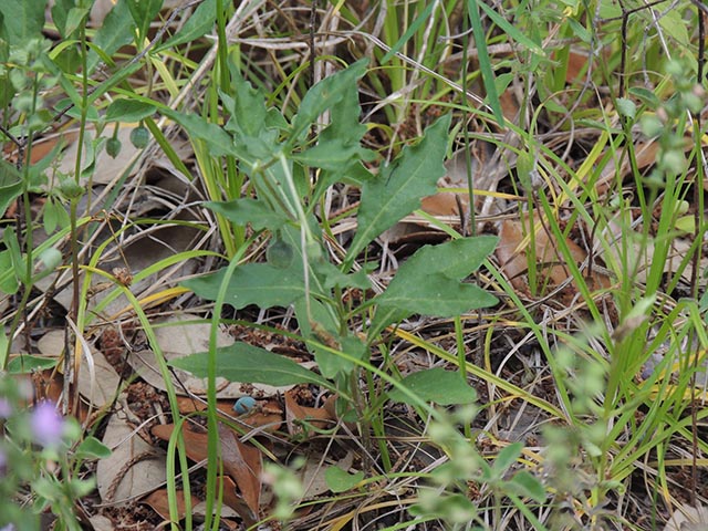 Chamaesaracha edwardsiana (Edwards plateau five eyes) #65068