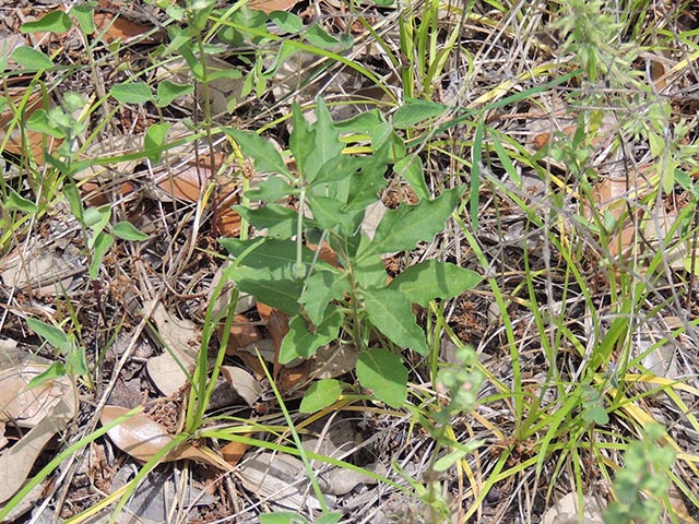 Chamaesaracha edwardsiana (Edwards plateau five eyes) #65069