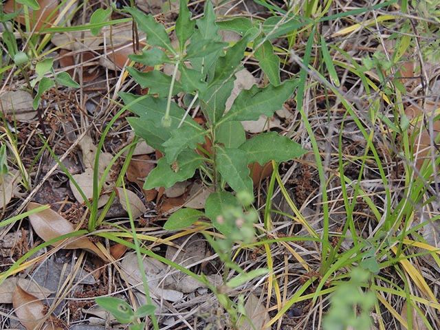 Chamaesaracha edwardsiana (Edwards plateau five eyes) #65070