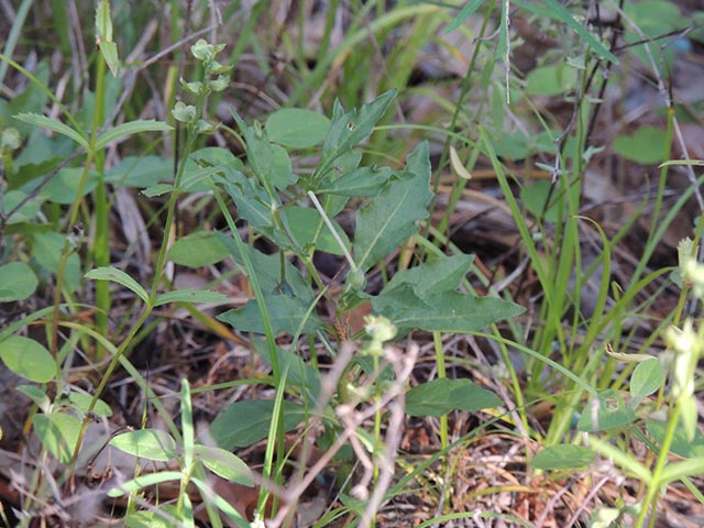 Chamaesaracha edwardsiana (Edwards plateau five eyes) #65071