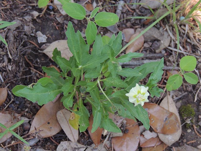 Chamaesaracha edwardsiana (Edwards plateau five eyes) #65072