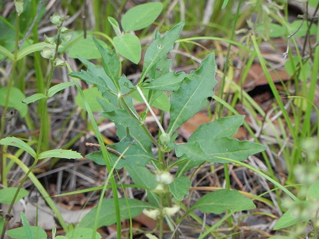 Chamaesaracha edwardsiana (Edwards plateau five eyes) #65073