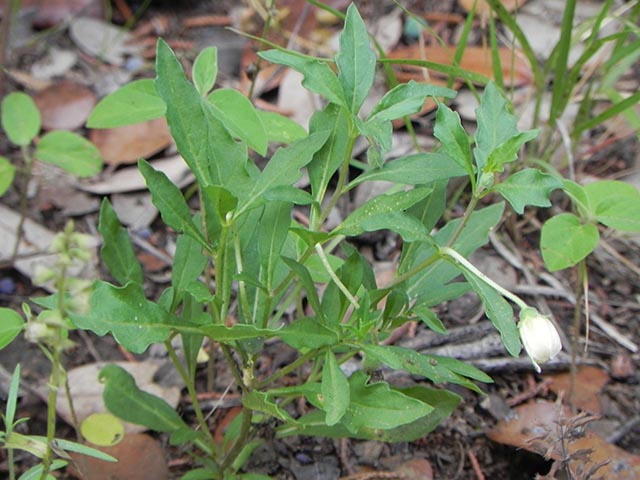 Chamaesaracha edwardsiana (Edwards plateau five eyes) #65074