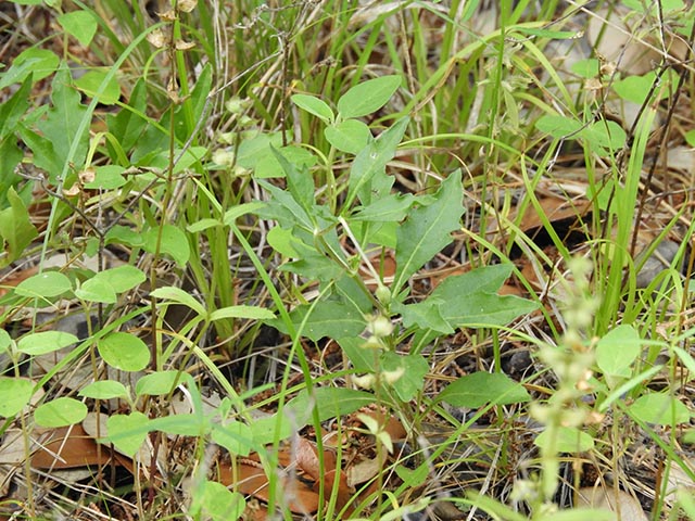 Chamaesaracha edwardsiana (Edwards plateau five eyes) #65075