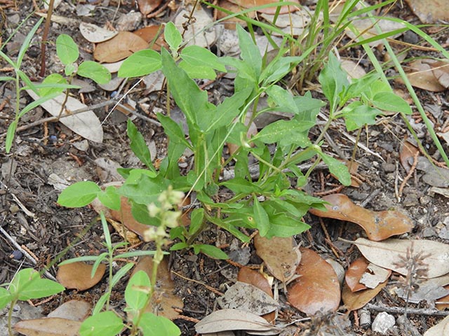 Chamaesaracha edwardsiana (Edwards plateau five eyes) #65076