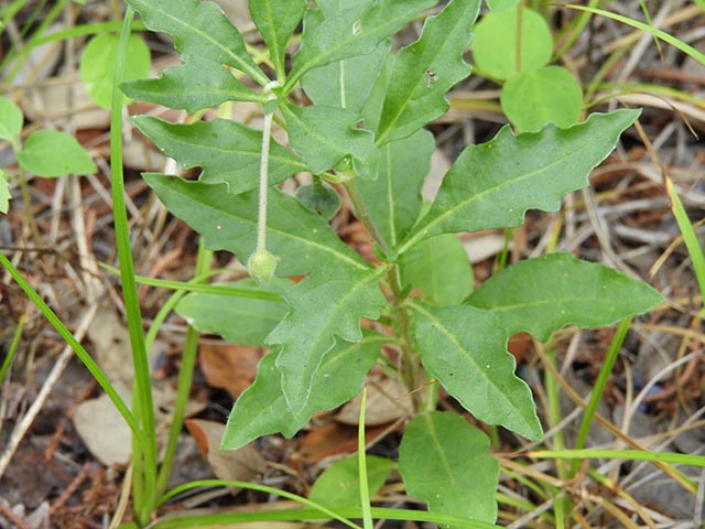 Chamaesaracha edwardsiana (Edwards plateau five eyes) #65077