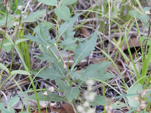 Chamaesaracha edwardsiana (Edwards plateau five eyes) #65078