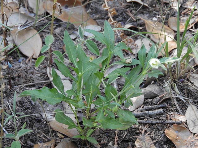 Chamaesaracha edwardsiana (Edwards plateau five eyes) #65079