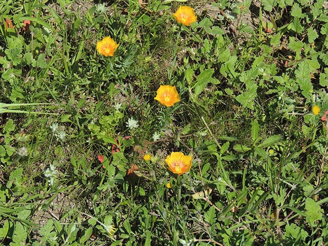 Linum berlandieri var. berlandieri (Berlandier's yellow flax) #65080