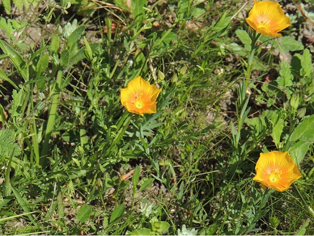 Linum berlandieri var. berlandieri (Berlandier's yellow flax) #65081