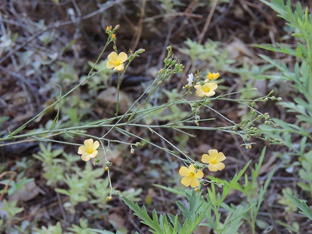 Linum rupestre (Rock flax) #65086