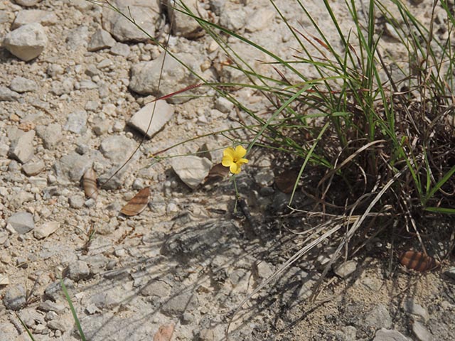 Linum rupestre (Rock flax) #65088