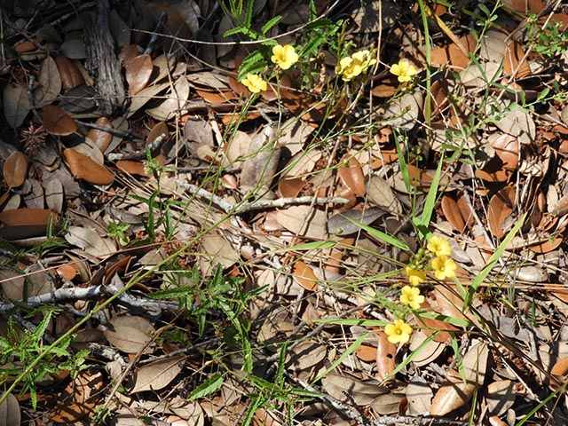 Linum rupestre (Rock flax) #65091