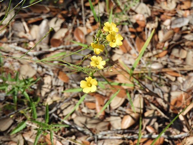 Linum rupestre (Rock flax) #65092