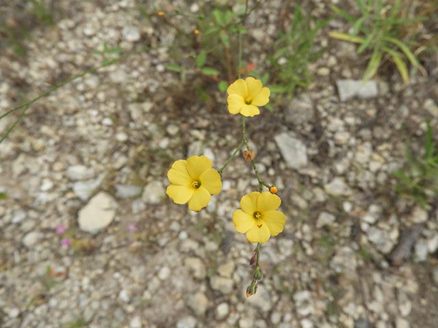 Linum rupestre (Rock flax) #65093