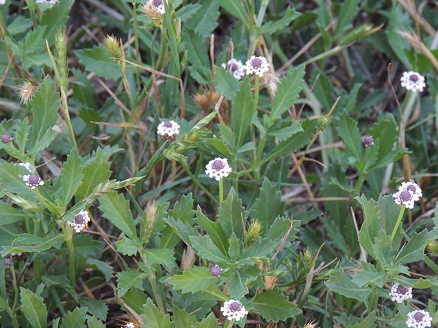 Phyla nodiflora (Texas frogfruit) #65106