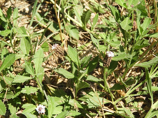 Phyla nodiflora (Texas frogfruit) #65108