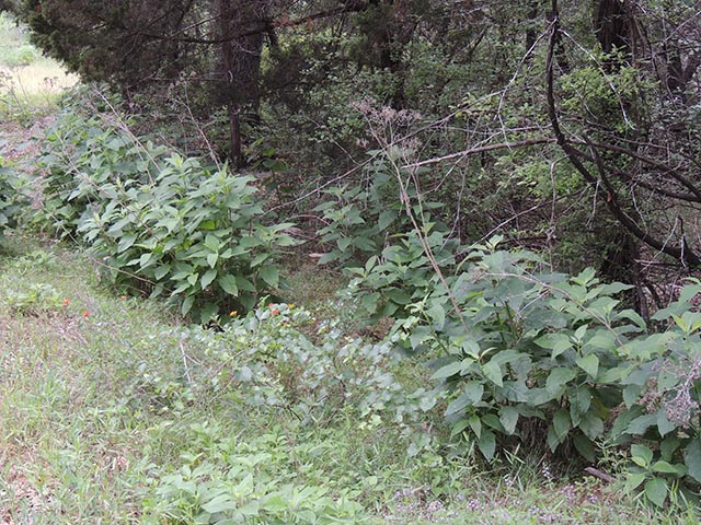 Verbesina virginica var. virginica (Frostweed) #65113