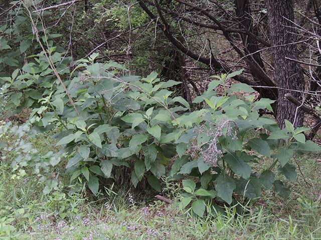 Verbesina virginica var. virginica (Frostweed) #65115