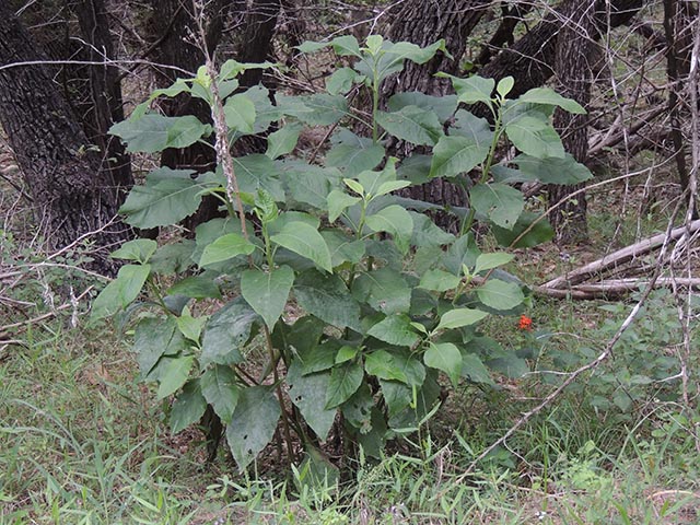 Verbesina virginica var. virginica (Frostweed) #65116