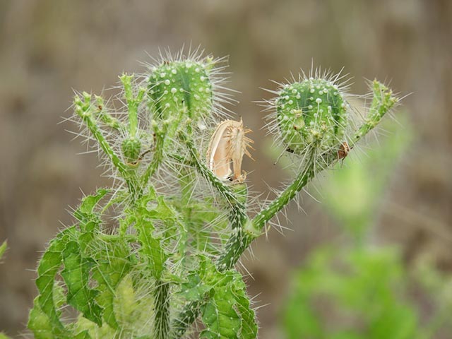 Cnidoscolus texanus (Texas bullnettle) #65158