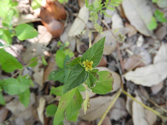 Calyptocarpus vialis (Horseherb) #65211